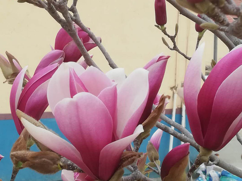 繁花盛开等你来