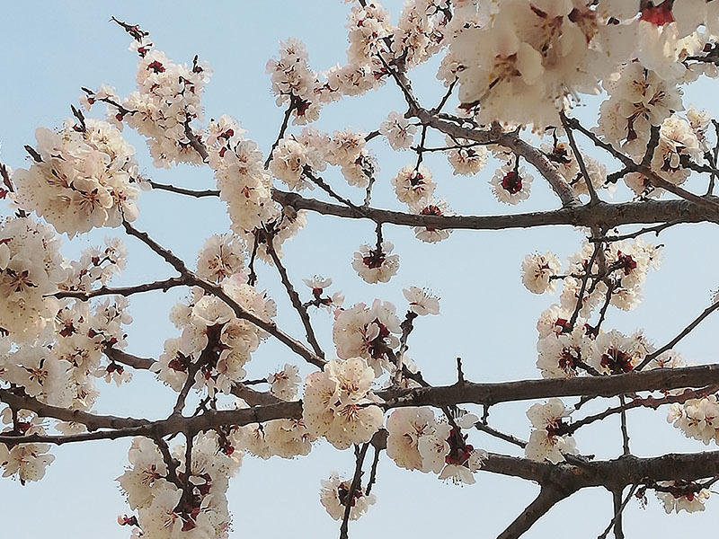 繁花盛开等你来
