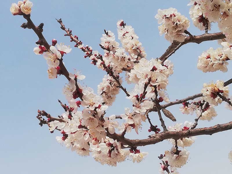 繁花盛开等你来