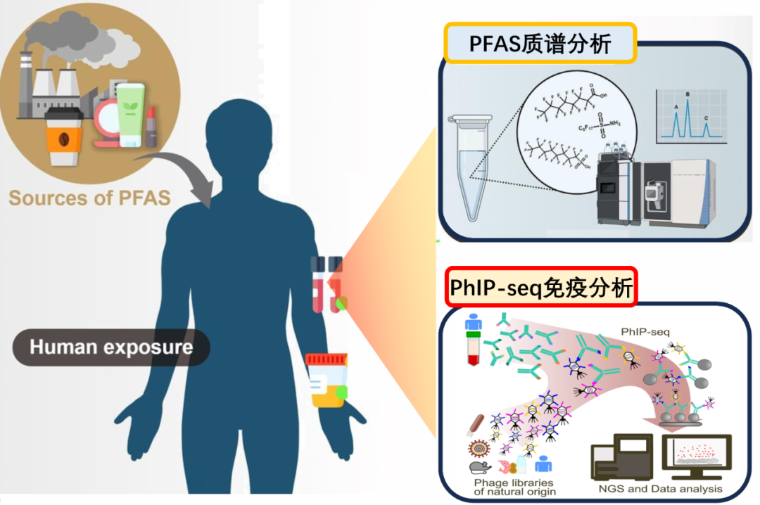 利用Ph-IP-seq噬菌體免疫沉淀測(cè)序揭示全氟烷基和多氟烷基物質(zhì)暴露對(duì)病毒疫苗響應(yīng)影響