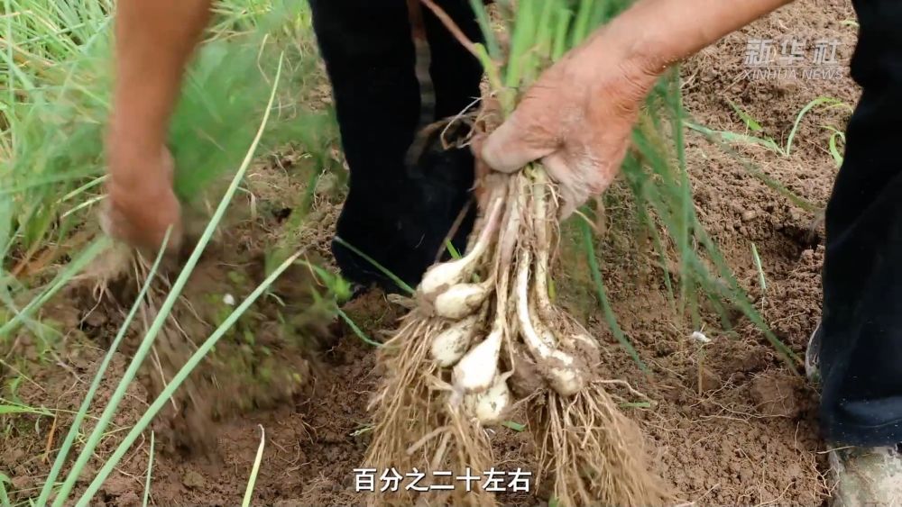 武陵山间小藠头 闯出海外大市场