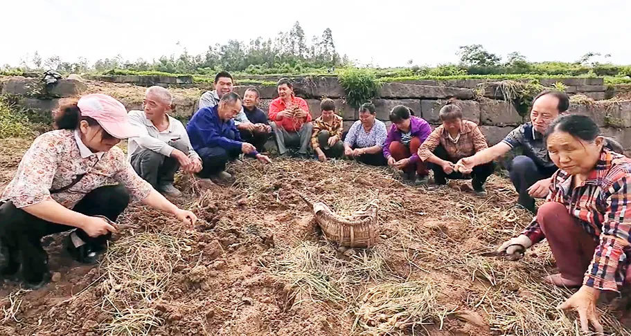 丰都小藠头达成1个亿的“小目标”
