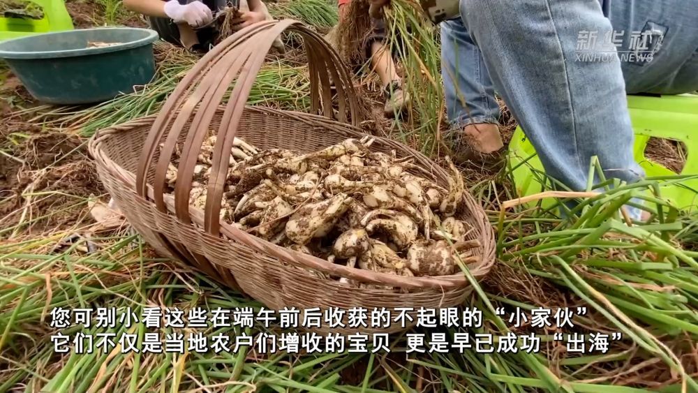 武陵山间小藠头 闯出海外大市场