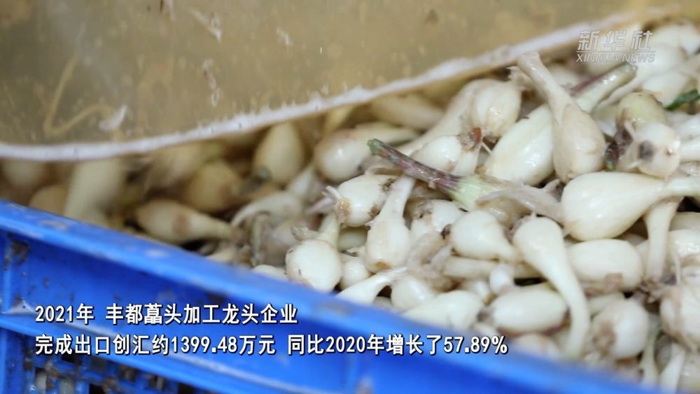 武陵山间小藠头 闯出海外大市场