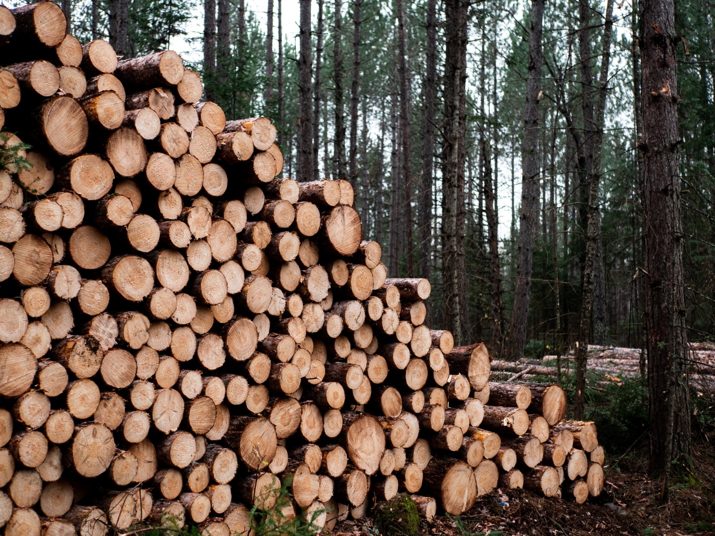 I'd like to know about the materials and specifications of preserved wood.