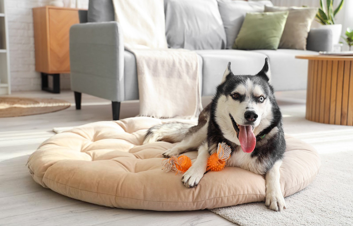 Pet Bed