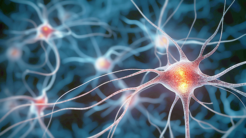 Neurology & Neurovascular