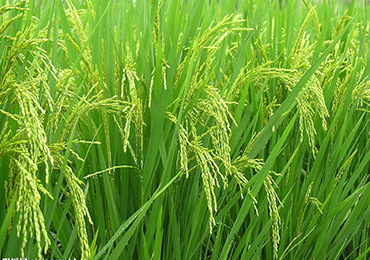 Rice blight