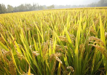 Rice Fever