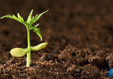 Reasons why elements in the soil cannot be absorbed
