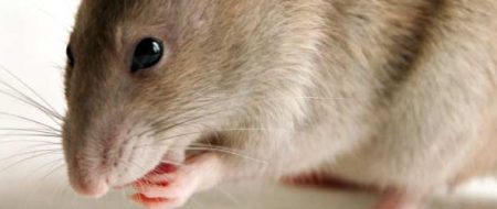 Pest Control