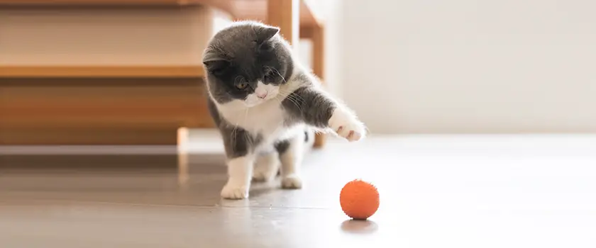 猫爬架有什么用?怎么训练猫使用猫爬架?