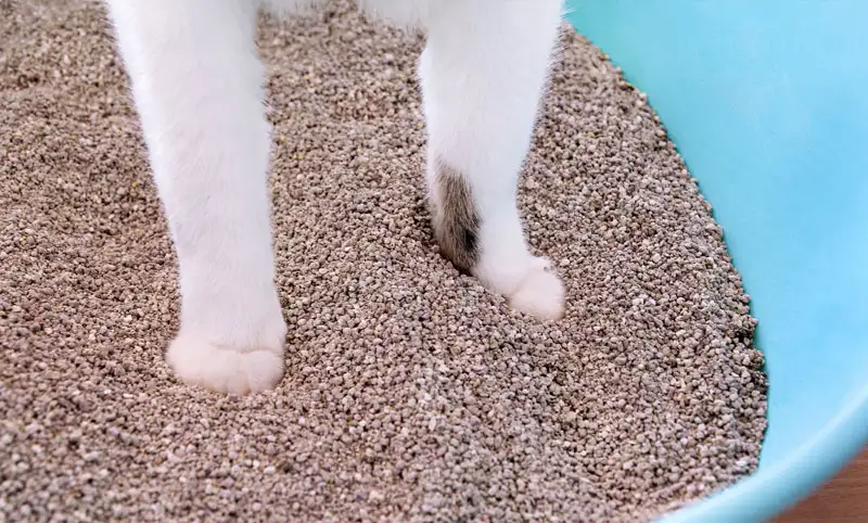 Can bentonite cat litter be flushed down the toilet? What should I do if my toilet is clogged with bentonite cat litter?