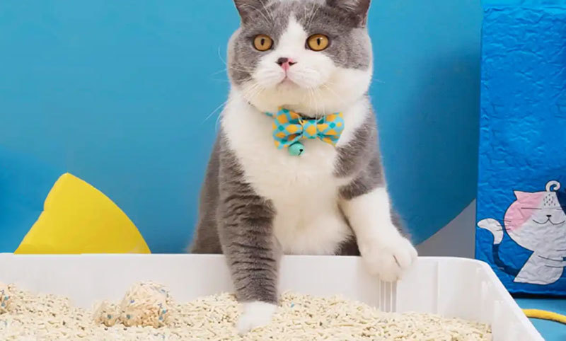 What is cat litter?