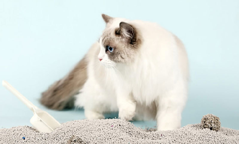 How often should I change my cat litter? Find out in one article!