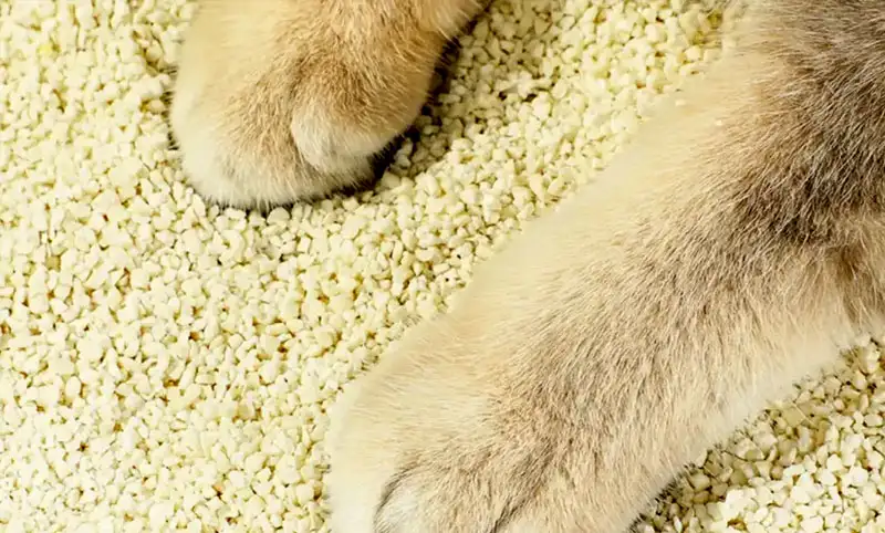 What kind of cat litter is pine wood cat litter? Is pine wood cat litter good? How to use Pine Litter?