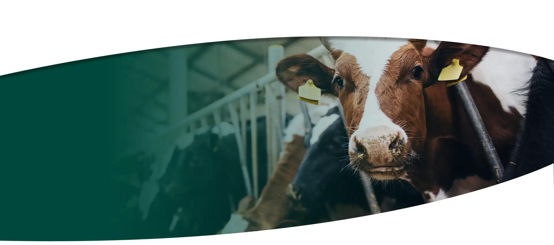 Focuse on the production of feed additives for over 20 years