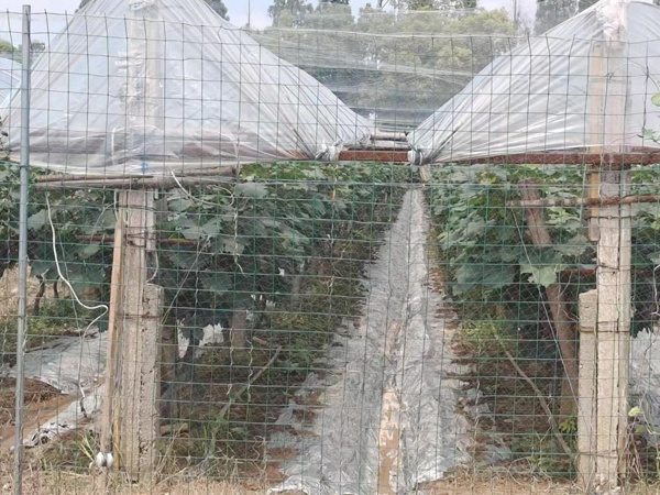 湖北荆州地区 湖北荆州地区