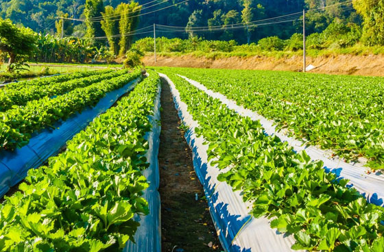 Specializing in the production and sales of humic acid and series products