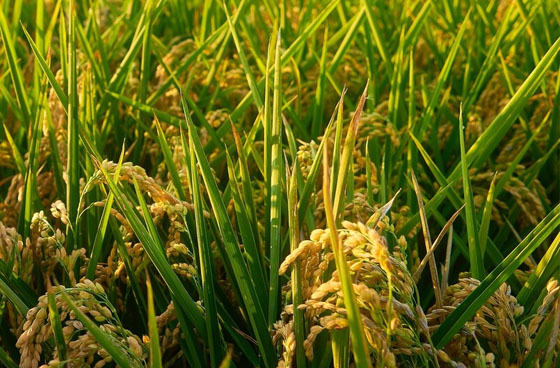 Various humic acid content products can be customized according to the different needs of customers