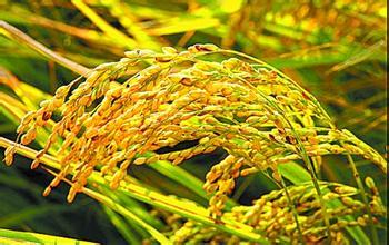 糧食經(jīng)營(yíng)模式和糧食應(yīng)急機(jī)制