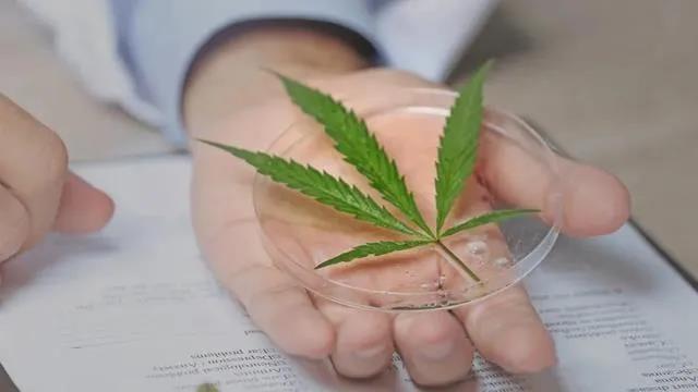 揭秘：植物“黄金”提取技术！