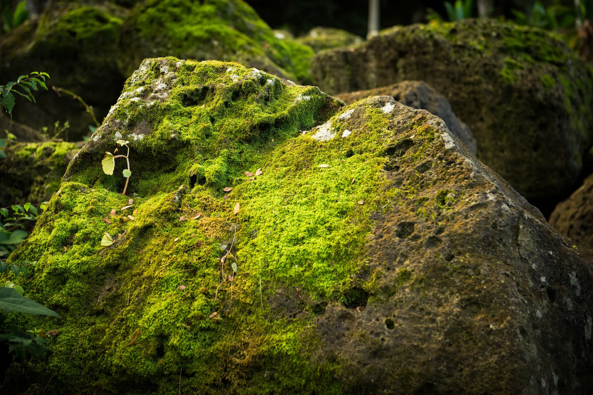 Bring Your JHL Metal Roof Back to Life: 3 Simple Steps to Tackle Algae, Mold & Moss!