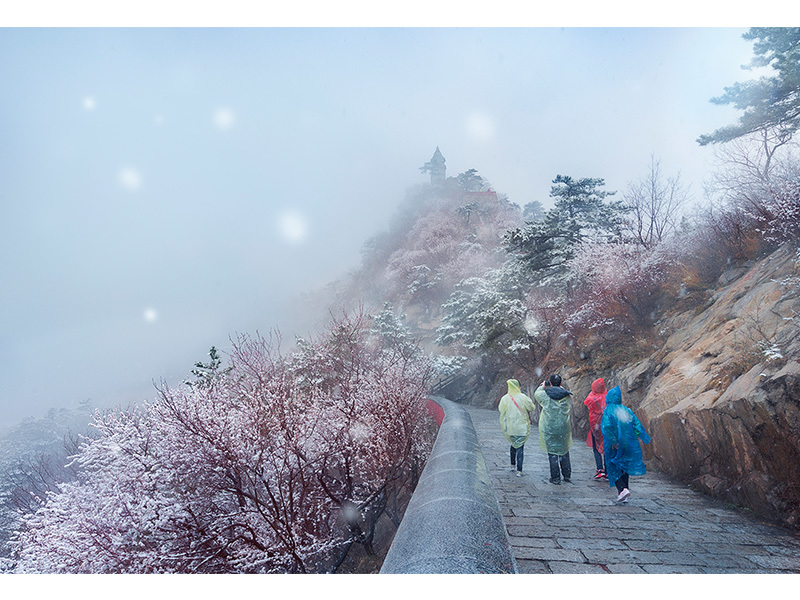 趙敬波《踏雪尋梅》