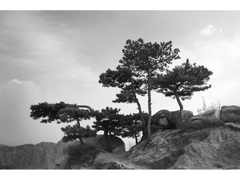 田繼業(yè)《田盤勁松》