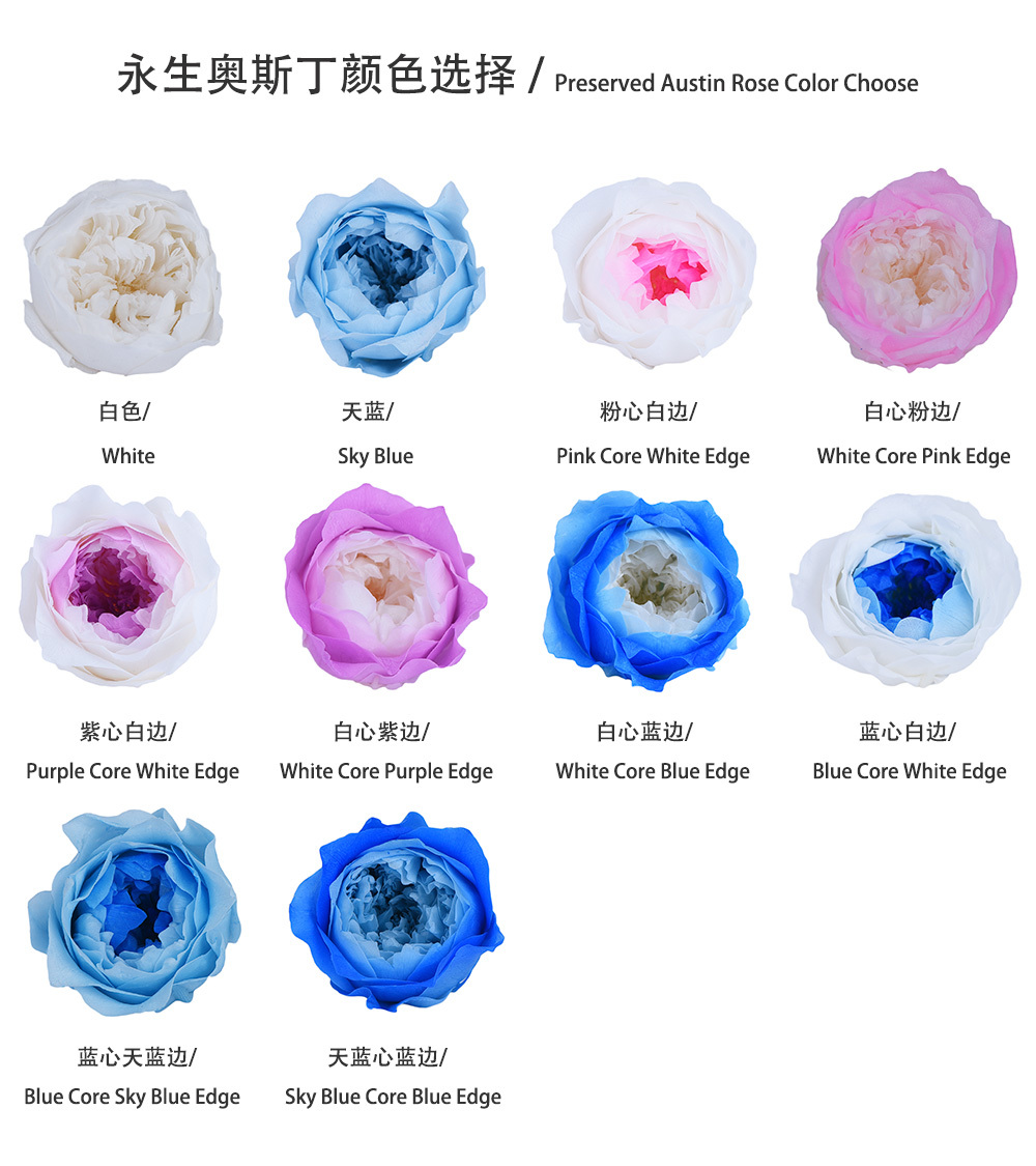 Multiple color options of 2-3cm preserved Austin rose heads