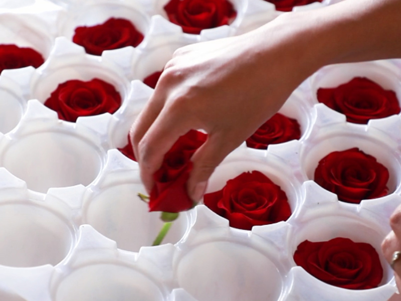 Rose heads graded by size and quality before preservation
