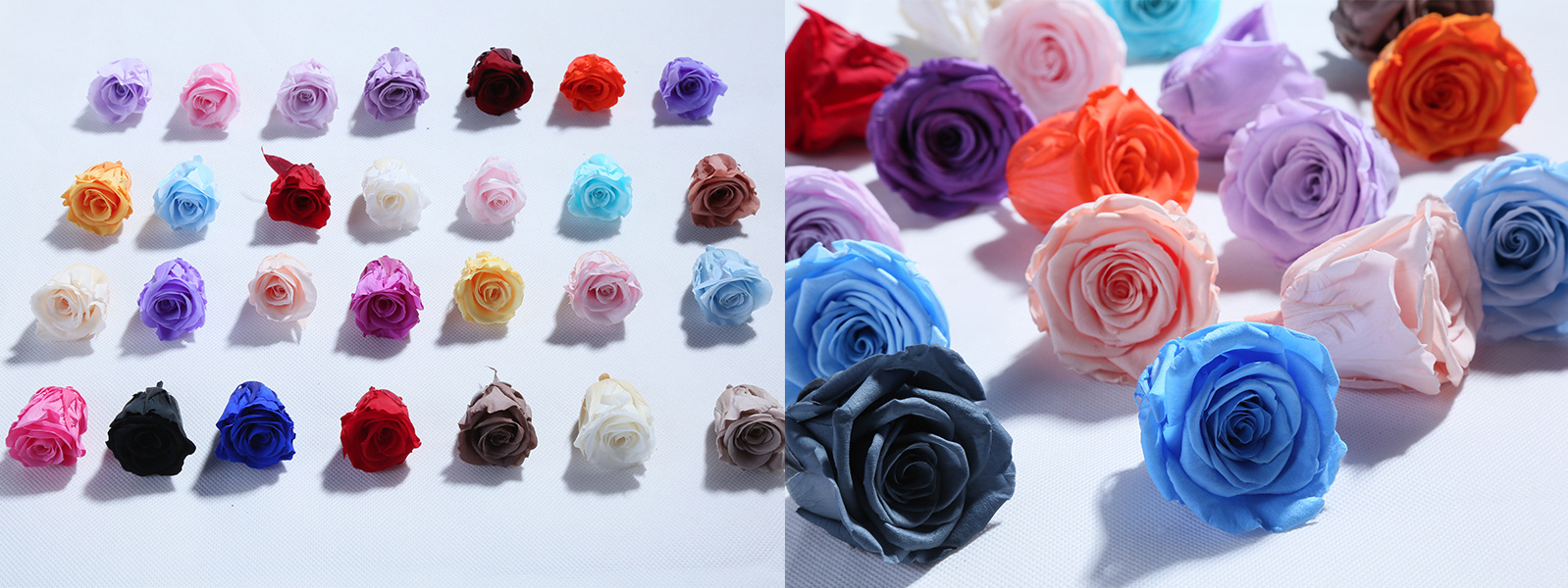 Comparison of preserved rose head sizes from 2 to 6 cm