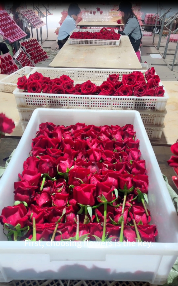 Yunnan Everlasting Flower Factory Direct Supply: A New Force in Cross-border Trade from Asia's Flower Capital Yunnan Everlasting Flower Factory Direct Supply: A New Force in Cross-border Trade from Asia's Flower Capital