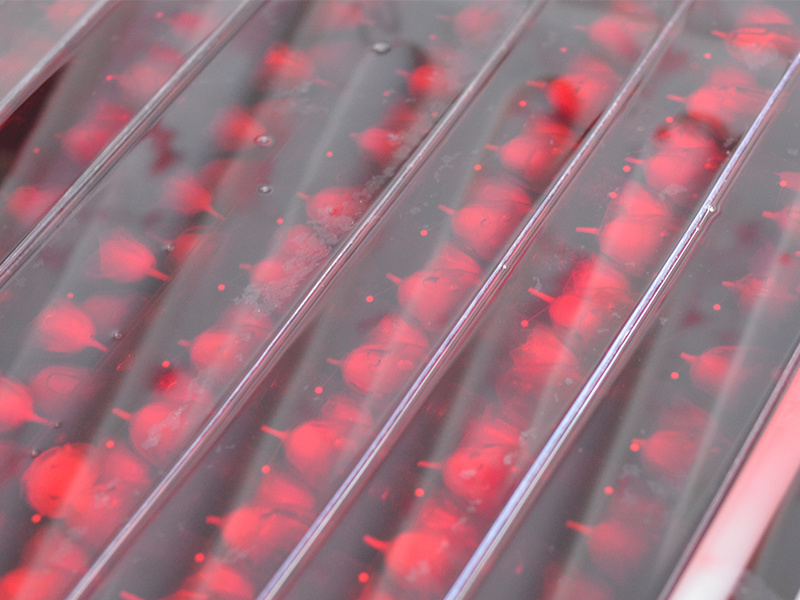 Worker coloring preserved rose petals with cosmetic-grade pigment