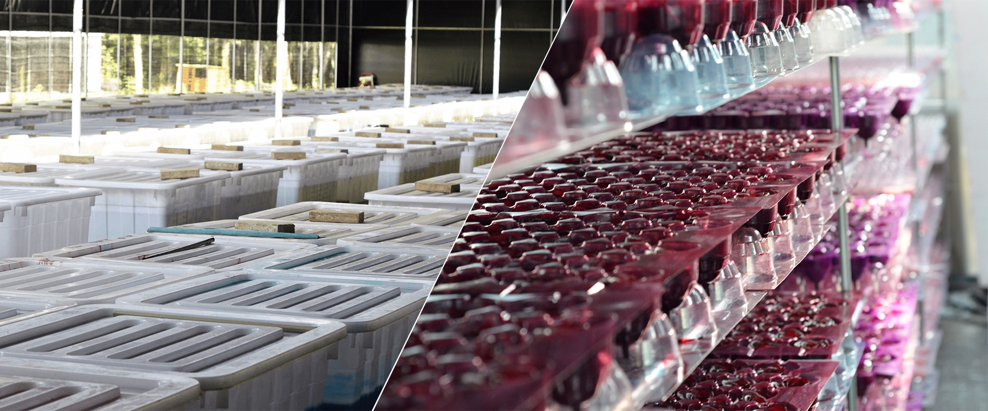 Preserved Roses Wholesale Supplier Preserved Roses Wholesale Supplier