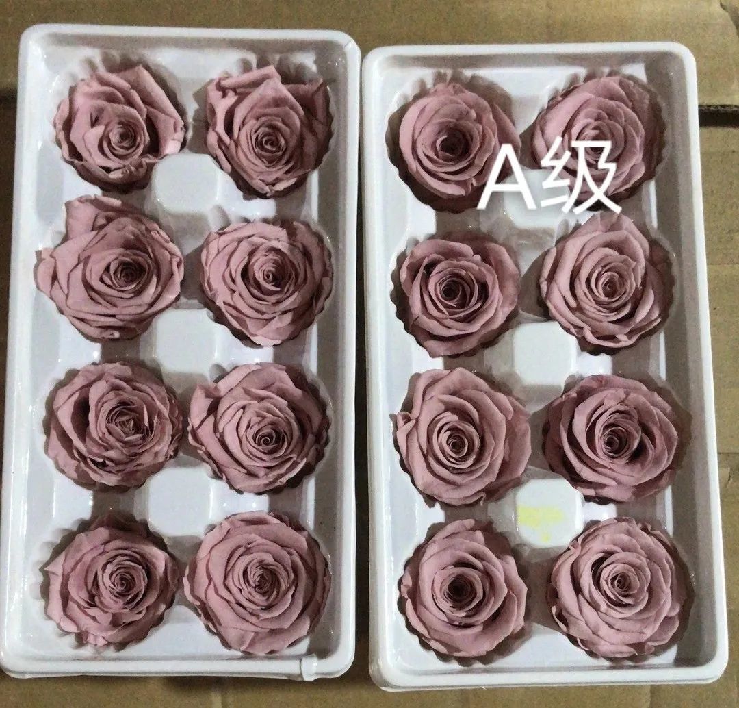 Eternal Rose AB Level Comparison Eternal Rose AB Level Comparison
