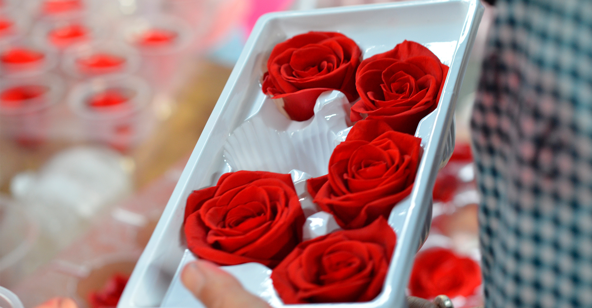 Exploring the charm and significance of everlasting flowers Exploring the charm and significance of everlasting flowers