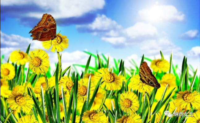 "In spring there are a hundred flowers, in autumn there is the moon, in summer there is a cool breeze, and in winter there is snow." The good seasons in the human world are worth pausing for, like a dream or a poem—everlasting flowers. "In spring there are a hundred flowers, in autumn there is the moon, in summer there is a cool breeze, and in winter there is snow." The good seasons in the human world are worth pausing for, like a dream or a poem—everlasting flowers.