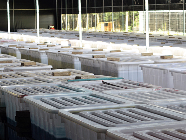 Preserved flower manufacturing factory in Yunnan China