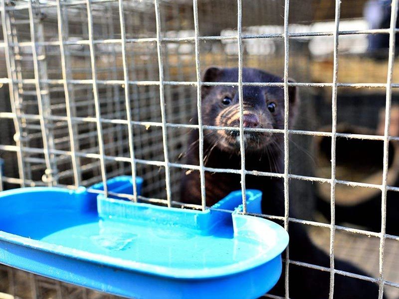 Breeding Industry Breeding Industry