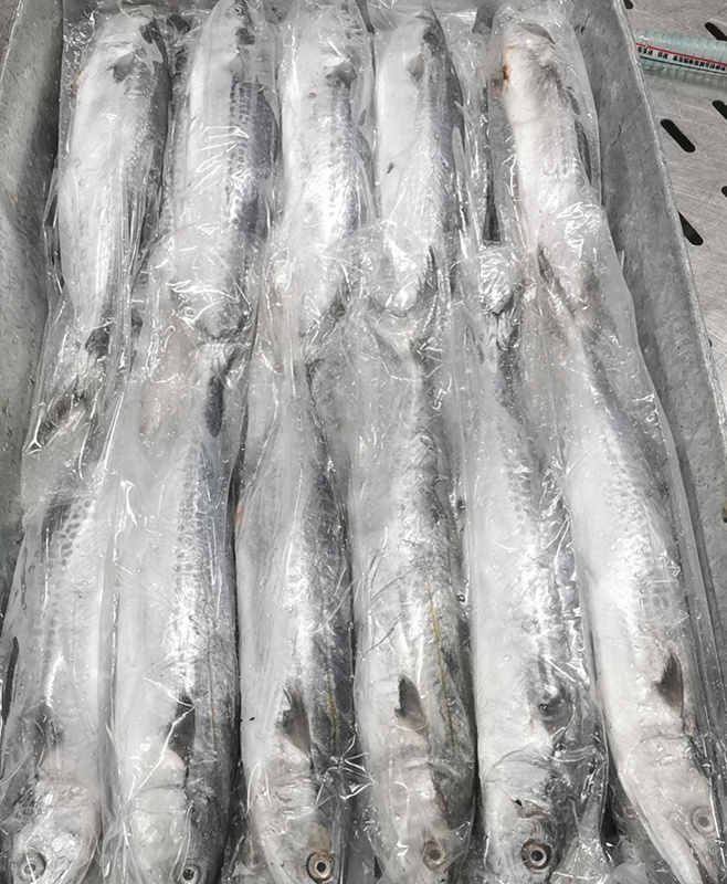 套袋馬鮫魚