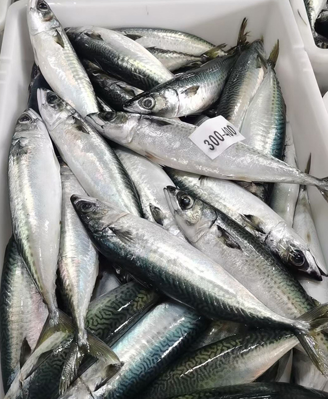 板凍鯖魚3