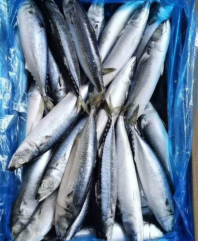 板凍鯖魚