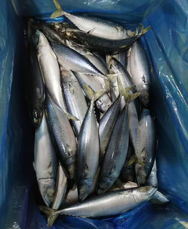 板凍鯖魚2