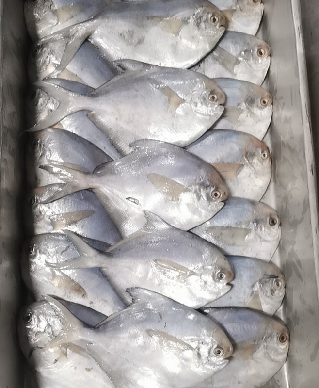 排列鯧魚