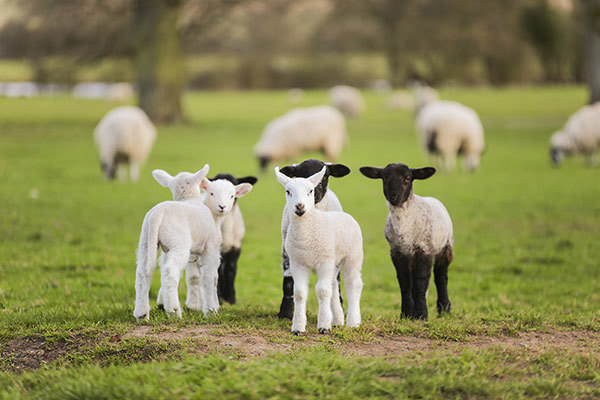 Breeding industry Breeding industry