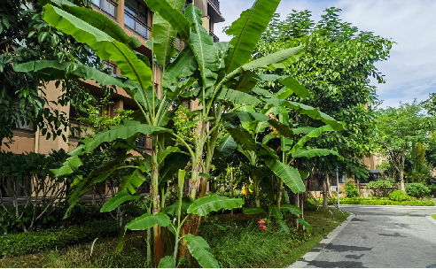 三亞鳳凰水城景觀工程