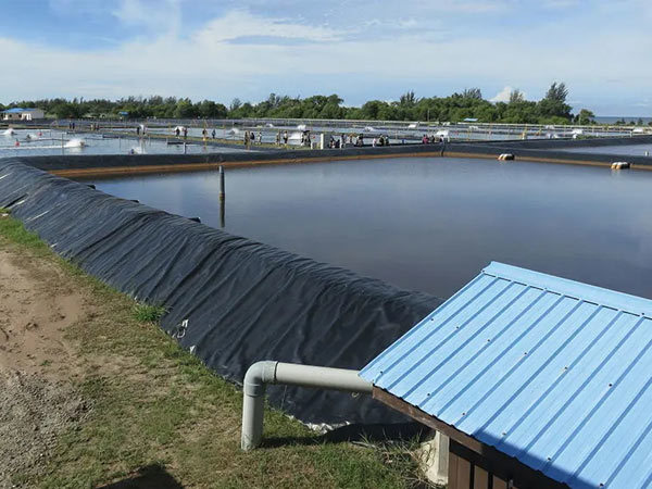 Aquaculture