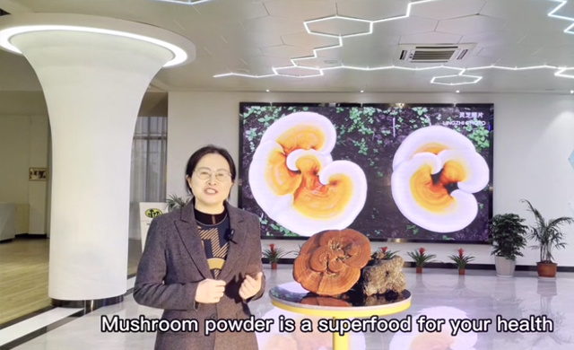 Production of Reishi powder with the high quality
