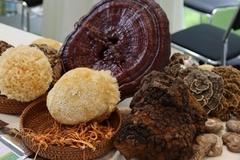 Functional fungi: Spotlight on mushroom immunity and brain health benefits at Biofach